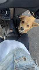 Scooter ride through a street with friendly dogs along the way