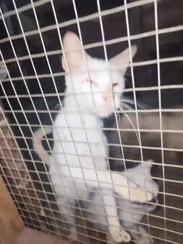 The video displays several cats confined within a wire cage. One cat, mostly white with a light brown patch on its head, is visible at the forefront, leaning towards the wire mesh. Another cat with blue eyes is positioned behind it, looking directly at the camera. Further back, a kitten appears to be nestled next to another cat. The background is dark and indistinct. The lighting is dim.