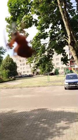 A squirrel is captured mid-air, jumping between branches of a tree. The squirrel is blurred due to its movement. The background shows a residential building, a street with parked cars, and a playground. The lighting suggests it is daytime.