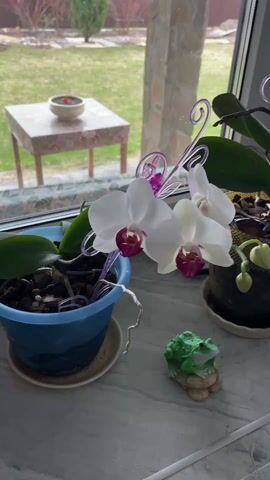 The camera pans from right to left across a windowsill featuring a few potted plants and a decorative green frog figurine. The plants appear to be orchids, with a few white blooms and several buds yet to open. The orchids are in different-colored pots, one blue and one dark brown. Behind the plants, the window overlooks a green lawn and a few bare trees, suggesting an early spring setting. In the far background, there's a small table with an item on top. Additional decorative items, including a candle and artificial flowers, are also visible on the windowsill as the camera moves.