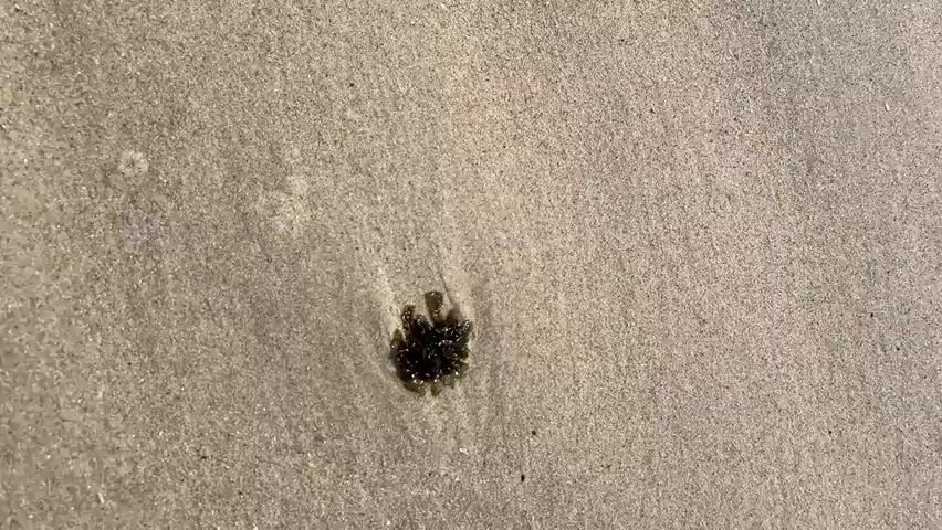 The video shows a close-up, top-down view of a small, dark, gelatinous object on a sandy surface. The object appears to be a piece of seaweed or some other marine detritus, possibly a jellyfish or sea slug. It has a roughly circular shape with several tendril-like protrusions extending outwards. The texture is slick and translucent in places, with some darker, more opaque areas in the center. The sand is a light beige color with visible grains, and some faint parallel lines suggest it might have been disturbed by water or wind. The lighting indicates it's daytime, likely outdoors, given the natural sand. The scene is static, with no movement from the object or the surrounding environment visible in the short clip. The overall impression is one of a natural, unmanipulated scene on a beach or shoreline. No people, animals, or text are visible. The location context of Torreira, Portugal, suggests this could be a common sight on the Portuguese coast.