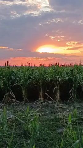 The video displays a cornfield at sunset. The sun is partially obscured by clouds, casting a warm orange and pink glow across the sky. Tall green corn stalks fill the middle ground, with some dry, cut stalks visible at the front. Electrical towers can be seen in the distance. The overall scene depicts a rural landscape at dusk.