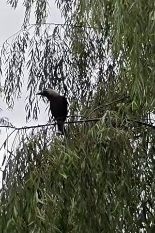 A crow is perched on a tree branch amidst green foliage under a cloudy sky. The crow is facing left, and its head is tilted downwards. The camera is positioned below the crow and the tree, looking upwards.