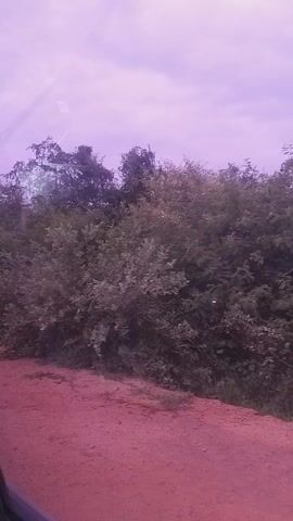 The video shows a view from a moving vehicle, likely a car, looking out at a rural landscape under a purple-tinted sky. The foreground features a reddish-brown dirt road, partially obscured by the vehicle's interior on the left side. Beyond the road, a dense line of green foliage, consisting of trees and bushes, stretches across the frame. The sky is overcast with clouds, and the unusual purple hue suggests either a time of day like dusk or dawn, or possibly an effect of lighting or camera settings. There are no people or discernible objects in the scene, only the natural environment. The overall impression is one of a journey through a sparsely populated area in Dukku, Nigeria, with a slightly surreal or atmospheric quality due to the colored sky. The activity is simply the passive observation of the passing scenery from within a vehicle. There is no visible text in the video.