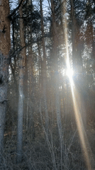 Witness Documents Sunlit Forest Road Scenes Thursday Afternoon