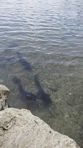 The video shows a lake on a bright, sunny day with several dark-colored fish swimming in the shallow, clear water near the rocky shore. The fish appear to be catfish, judging by their size and barbels. The camera pans out to show the wider view of the lake, including the opposite bank covered in trees and shrubs, and a few clouds in the sky.