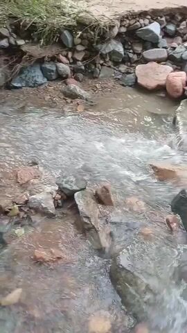 A flowing stream with rocks on the bottom and sides. There is vegetation on the bank in the background. The water is clear and appears to be moving at a moderate pace. The rocks are of various colors and sizes, including gray, brown, and red. The stream appears to be in a natural setting.