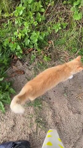 A ginger cat walks across a sandy path bordering dense green foliage. The cat stops and sits down, then sniffs at the ground before standing up and continuing to walk to the right out of frame.