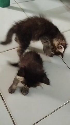 Two small, fluffy kittens, one darker brown and the other a lighter brown with tabby markings, are playfully wrestling on a tiled floor. The kittens are blurred due to their rapid movements. The environment appears to be indoors, with light-colored square tiles on the floor and a hint of a green object in the upper left corner of the frame.