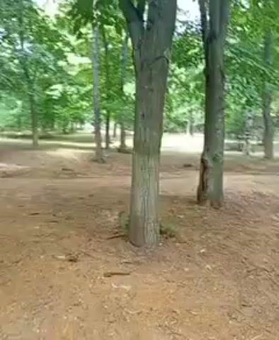 The video shows a person walking through a wooded area. The ground is covered in dirt and fallen leaves. There are many trees with green leaves. The person is moving from left to right. The video is shaky, suggesting it was filmed while walking. The lighting suggests it is daytime, likely overcast or in a shaded area. There are no other people or objects clearly visible.