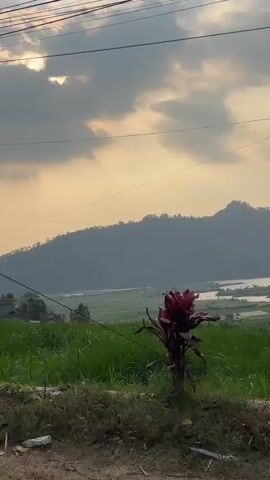 The video opens with a view of a body of water and rolling hills under a cloudy sky. A power line stretches across the frame, with a single object suspended from it. The camera then pans to the right, revealing a dense tree with dark leaves, silhouetted against the sky. The foreground is filled with greenery and some discarded debris. The lighting suggests it is either dawn or dusk.