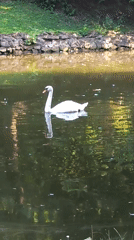 Two swans on a fountain pond in Lviv park