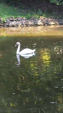 Two swans on a fountain pond in Lviv park