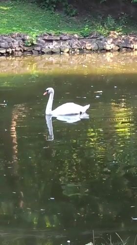 Two swans on a fountain pond in Lviv park