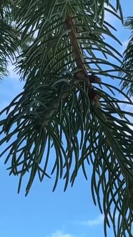 The video begins with a close-up shot of green pine needles against a bright blue sky with scattered white clouds. The camera then pans down and to the right, revealing a vast expanse of the sky with more clouds. As the camera continues to pan, a green, hilly landscape dotted with trees and rocks comes into view. The overall scene is a nature shot, likely taken outdoors on a clear, cloudy day. There are no people or specific actions depicted.