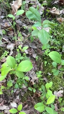 The video begins with a close-up shot of the forest floor, showing green plants, fallen leaves, and moss. The camera then pans to a collection of freshly picked chanterelle mushrooms, which are a vibrant orange-yellow color. They are piled into a black and white patterned fabric, likely a bag or cloth used for gathering. A hand reaches into the pile of mushrooms and picks up a single chanterelle, showing it to the camera. The mushroom is small, with a distinct funnel shape and delicate gills. The video ends with a close-up of this individual mushroom. The overall impression is one of a successful mushroom hunt in a natural forest setting.