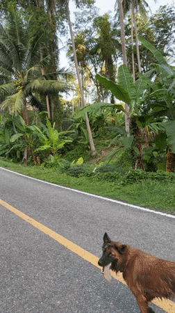 Dogs spotted on streets and grass in Karon Thailand