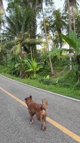 Dogs spotted on streets and grass in Karon Thailand