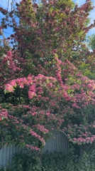 Spring afternoon moments captured in Severnyi, Russia home