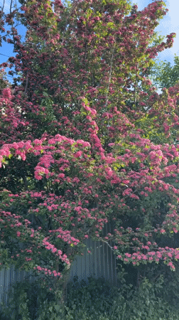 Spring afternoon moments captured in Severnyi, Russia home