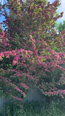 A tall, mature tree or shrub with dense green foliage and vibrant pink flowers dominates the frame. The branches are laden with clusters of small, bright pink blossoms, creating a striking contrast against the green leaves. Behind the tree, there is a gray wooden fence and some additional green vegetation. In the background, a glimpse of a clear blue sky is visible, highlighting overhead electrical wires, and a section of a building’s brick wall. The lighting suggests it is daytime. The composition is static, with the camera remaining still throughout the video.