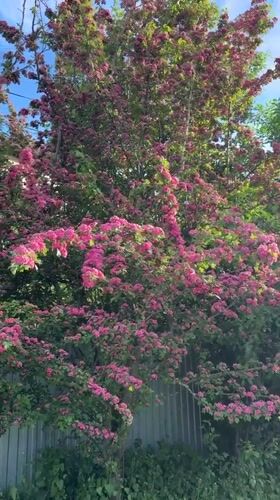 Spring afternoon moments captured in Severnyi, Russia home