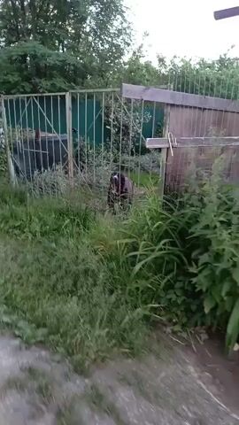 A black and white dog is standing behind a metal fence. The dog is facing the camera and appears to be looking at the person filming. The dog has white markings on its face and chest. The fence is made of vertical metal bars and is surrounded by tall grass and other vegetation. In the background, there is a wooden structure and some trees. Another black dog is visible in the background, further behind the fence. The overall environment appears to be an outdoor yard or enclosure.