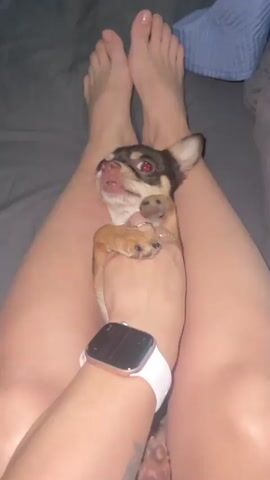 A first-person perspective video shows a small chihuahua dog being held on a person's lap. The person's legs and feet are visible, as well as their hand petting the dog. The dog's mouth is open and it appears to be panting or yipping. The environment appears to be a bed with dark gray sheets. The person is wearing a white smartwatch on their left wrist.