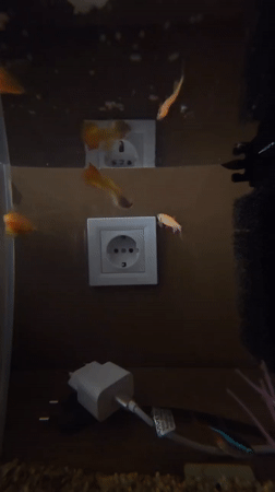 Home aquarium with colorful fish recorded in Krasnovo, Bulgaria