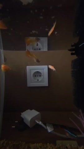 The video shows a fish tank with several orange fish swimming around. The tank has a dark background with two electrical outlets mounted on it. An electrical plug is visible at the bottom of the tank, along with a cable. A black filter is on the right side of the tank, and some artificial pink seaweed is visible. The fish are actively moving, exploring their environment.