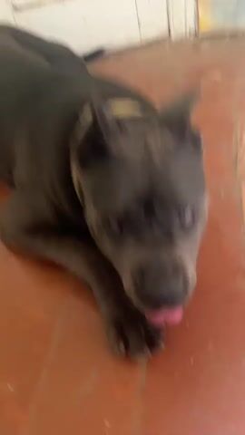 A close-up shot of a large, gray dog's face and front paw. The dog's tongue, which is bright pink and appears to be sticking out slightly, is visible. The dog's eyes are blue and looking directly at the camera. The dog is lying down on a tiled floor that appears to be made of reddish-brown tiles. There are some small pieces of debris scattered on the floor. The lighting is natural and appears to be coming from above.