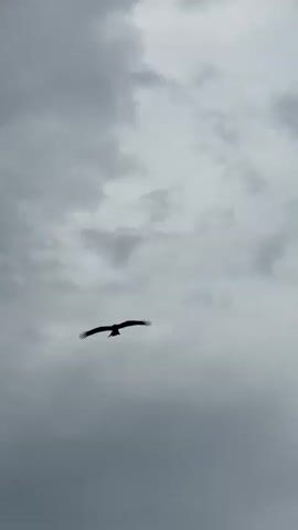 A silhouetted bird with wings outstretched flies across a cloudy sky. The bird is centered in the frame and appears to be soaring. The clouds are dark and appear to be moving, suggesting a windy day. The video is shot from a low angle, looking up at the bird.