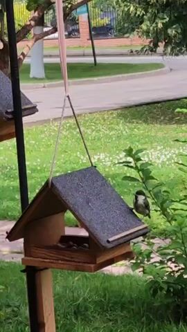 A small bird with black and white markings is perched on the edge of a wooden bird feeder, which is hanging from a string. The bird feeder is filled with seeds. The background consists of green grass, trees, and a paved area.