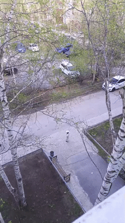 Person captures goldfinch in Nizhnevartovsk, Russia apartment building