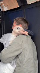 Man holds bubble-wrapped ostrich puppet in Brighton indoor space