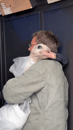 Man holds bubble-wrapped ostrich puppet in Brighton indoor space
