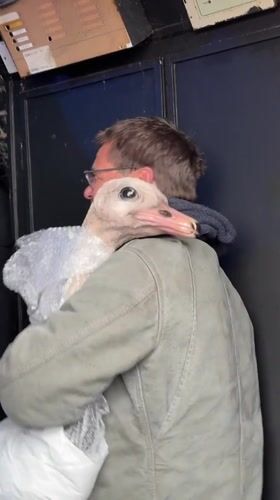 Man holds bubble-wrapped ostrich puppet in Brighton indoor space