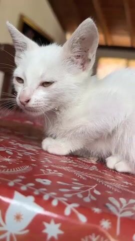A close-up shot features a small, white kitten with green eyes, resting on a red surface with a white, botanical-themed pattern. The kitten's fur appears slightly ruffled and has a few dark spots on its ears. The background is blurry, showing a room with wooden elements. The kitten initially looks sleepy but gradually opens its eyes and looks forward.