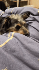 Dogs lounging and playing on beds in Mykolaiv