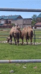Camels, costumed figure spotted in rural Abkhazia scenes