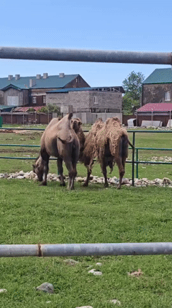 Camels, costumed figure spotted in rural Abkhazia scenes