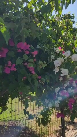 A close-up shot of a vibrant bougainvillea plant with dense green foliage and numerous fuchsia-pink and some white bracts (flowers) is presented. The plant is growing along a dark, wire mesh fence visible in the lower frame. The background features a clear blue sky and some distant, out-of-focus greenery. The camera slowly pans upwards, then slightly zooms in on the fuchsia-colored bracts. Bright sunlight creates a visible lens flare effect at various points in the video. No people or animals are present.