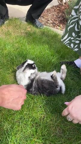 On a sunny day, a person crouched on the grass strokes and massages a black and white rabbit, who is lying on its side. A second person wearing black shoes and trousers is kneeling nearby, partially out of the shot. The first person wears a green patterned dress and a watch with a brown strap on their left wrist. A purple toy shovel lies on the grass near the rabbit.