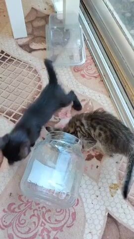 A kitten with gray and black stripes is attempting to climb into a glass jar. Another kitten, entirely black, is lying on its side to the left of the jar, with its head facing away from the viewer. The kittens are on a patterned floor, possibly outdoors.