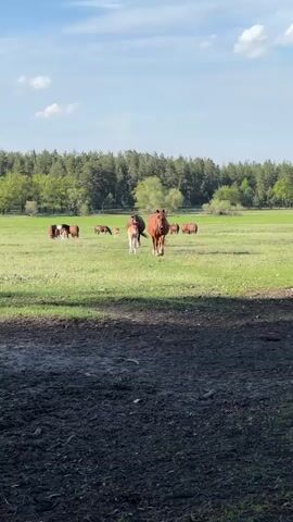 The video shows a green field with a herd of brown horses. In the background, there is a line of green trees. Two horses, one brown and one tan, stand out as they walk toward the camera. The foreground is a patch of dark dirt. The sky above is blue with some white clouds.