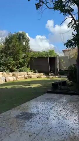 The video shows a backyard on a sunny day. A corgi, black, white, and brown, runs across the grass from a shed made of wood towards the camera.  A stone retaining wall is on the left side of the lawn. There are trees visible in the background and to the sides. The camera is placed on a tiled patio covered in debris. A grill is in the foreground. Someone calls the corgi's name: "Olive."