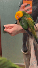 Person holds colorful parrot while using phone in Khimki
