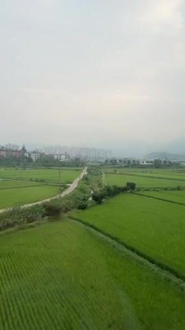This video captures a landscape view from a moving vehicle. The scene is dominated by vast, green rice fields, meticulously cultivated with visible rows of crops. A dirt path winds its way through the fields, bordered by trees. In the distance, a dense cluster of apartment buildings forms a man-made horizon, contrasting with the natural landscape. Further back, rolling hills fade into a hazy sky. The weather appears overcast, with a light fog or haze obscuring the distant mountains. One prominent structure in the foreground is a long, greenhouse-like building with a transparent roof, set amongst cultivated plants. The video seems to be filmed during the daytime, likely in the morning or late afternoon, given the soft, diffused light. There are no people or animals clearly visible within the frame, emphasizing the agricultural and urban elements of the environment.