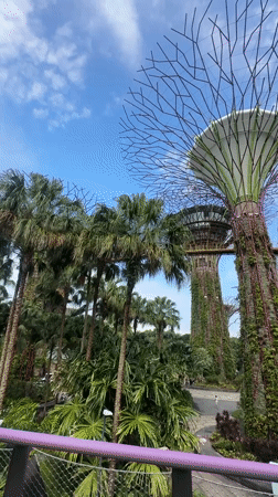 Morning visit to Gardens by the Bay's Supertree Grove, Singapore