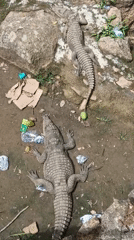 Daily life documented at Jos Wildlife Park and markets